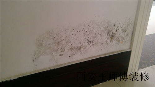 乳胶漆墙面发霉 装修师傅一招就搞定