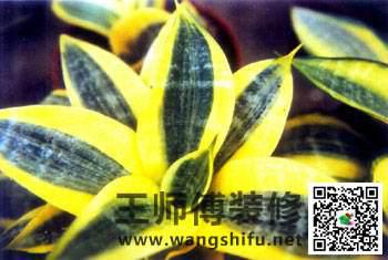 中式装修大概多少钱？1平米需要多少预算？